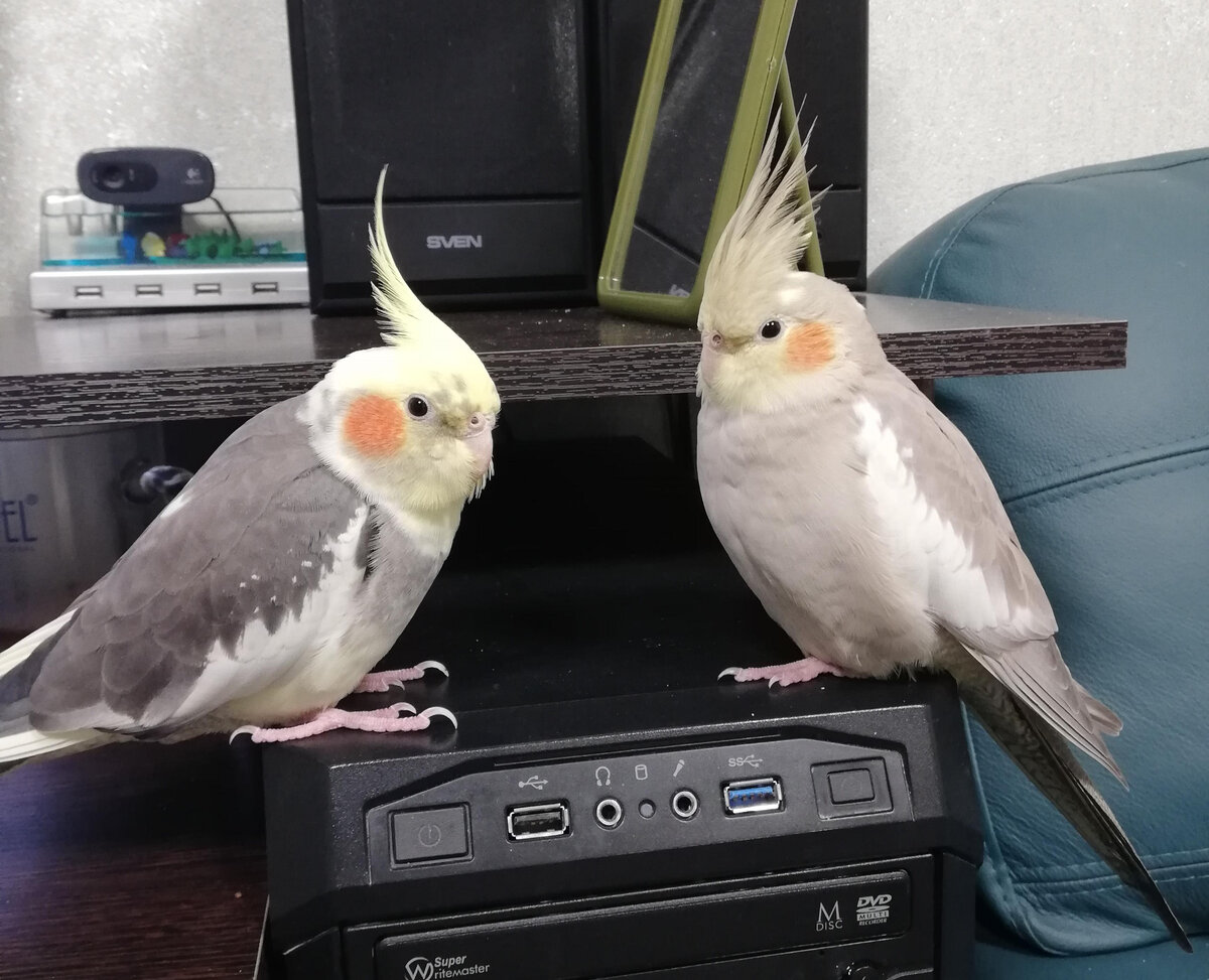 Привет, мы Пикси и Пепси. Обратите внимание на наши щёчки. Но мы обе девочки. ^^ Фото автора.