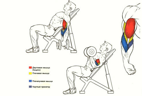 Подъем 45. Подъем гантелей на бицепс сидя. Подъем гантелей на бицепс на наклонной скамье. Подъем на бицепс на наклонной скамье. Сгибания на бицепс сидя на наклонной скамье.