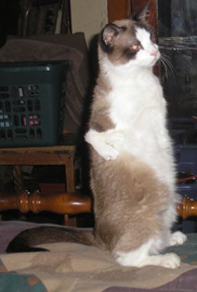 Экспериментальная порода многопалых кошек с короткими хвостами. Задние лапы длиннее передних, и поэтому кошки в движении напоминают кенгуру. Среди российских источников не представилось возможным найти информацию о данной породе, что радует автора данной статьи, поскольку есть надежда, что в наших краях никогда не появится такое животное. Обратившись к зарубежным источникам, я ужаснулась тому, на что идут люди. Сознательно вносить мутацию, порождающую калек от рождения - это жестоко.
Жители Техаса в месте под названием Маршал, Карма Фермы (Karma Farms) разводят Твисти путем межродственного скрещивания, которое вызывает радиальную гипоплазию, что провоцирует появление на свет котят с деформированными передними ногами. Передние лапы бесполезны для кота, поскольку он не может их использовать как опору. Кот вынужден сидеть на задних ногах, опираясь на хвост, что создает напряжение на спинной хребет. Передние ноги являются чахлыми, с уродливыми радиальными и локтевыми костями. Он идет главным образом на локтях или прыгает как кенгуру или кролик. У нормального кота передние лапы служат как амортизаторы при приземлении. Но у твисти их, как таковое, нет, и потому, приземляясь с большой высоты, его грудь и голова рискуют быть сильно ушибленными. Кроме того, они имеют проблемы со спуском с лестницы. Эти кошки рождены прыгать и ползать. Они сидят как кролики или кенгуру. Имеют хорошую подвижность, однако не могут подскочить столь же высоко как нормальные коты. Кошки твисти едва ли выживут на открытом воздухе - они не смогут охотиться, не смогут бежать от хищников, движения или злонамеренных людей и не смогут защититься если это потребуется. Таким образом, можно вполне небезосновательно утверждать, что эти кошки не выживут без человеческого вмешательства.  Селекционеры данной породы в попытке опровергнуть мнение о плохом здоровье этих кошек приводят в пример своих домашних любимцев, старшему из которых на данный момент 13 лет, и утверждают, что если бы кто-нибудь исследовал их, он был бы удивлен их хорошим общим здоровьем. "Они не только ходят, но также играют, скачут и шпионят вокруг". В оправдание себе они привели пример одного из котят твисти, который жил на воле и был обнаружен случайно. Кошка была здорова, что говорит в пользу того, что "твисти не столь хрупки, как вы могли бы подумать".  Из истории: В 1956, автор Макс Эгон Тил Гамбурга, Германии, описал кота, которого он видел в Сталинграде (думаю, здесь имелся ввиду нынешний Санкт-Петербург, в то время именуемый Ленинградом и лишь в 1917 году имевший название Сталинград) в 1953. Кот имел необычно короткие ноги и играл. Он видел, как кот сидел на задних ногах с передними ногами в воздухе, таким образом он назвал это "Котом Кенгуру Сталинград". Ничего больше не известно об этом коте. Есть еще более ранние сообщения. В Англии в 1944, были зарегистрированы четыре поколения в Ветеринарном Отчете доктором Х.Вильямсом-Джонсоном. Он описал этих котов, как они жили чрезвычайно здоровой жизнью. Это была из многих установленных родословных, которые исчезли в течение Второй мировой войны. Предполагают, что они были съедены во время голода. Есть еще более ранние наблюдения котов кенгуру, включая наблюдения коротконогих диких котов в Англии в течение 1930-ых. Однако, говоря об этих кошках, возможно, имеются ввиду кошки породы манчкин. Это также порода с короткими передними лапами, но, в отличие от твисти, у них и задние лапы несколько укорочены по сравнению с другими кошками. Кроме того, передние лапы манчкина просто имеют более короткий размер, чем у обычных котов, а у твисти создается впечатление "переломанности" передних коротких лап. И если манчкин напоминает таксу, которая задумана природой как норный охотник, то твисти имеют откровенное уродство, лишающее их комфортного существования и способности жить на воле.
