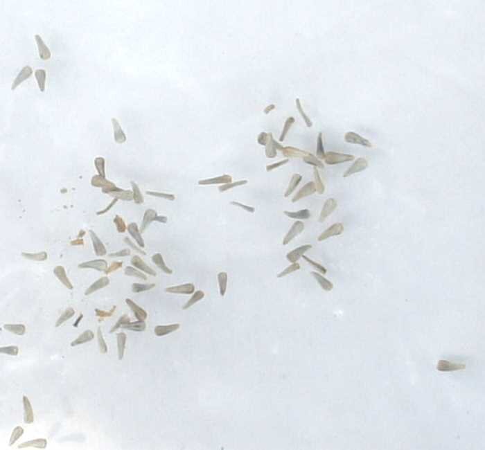 Почву для выращивания Брахикомы можно приготовить самостоятельно. Необходимо смешать следующие ингредиенты: