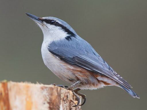Обыкновенный поползень (Sitta europaea)