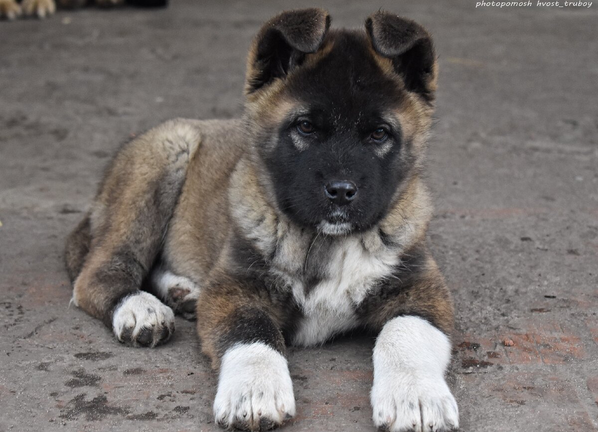 Ссылка на историю спасения этой малышки будет в конце статьи.