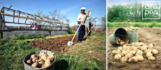 Как получить большой урожай картошки, секреты выращивания