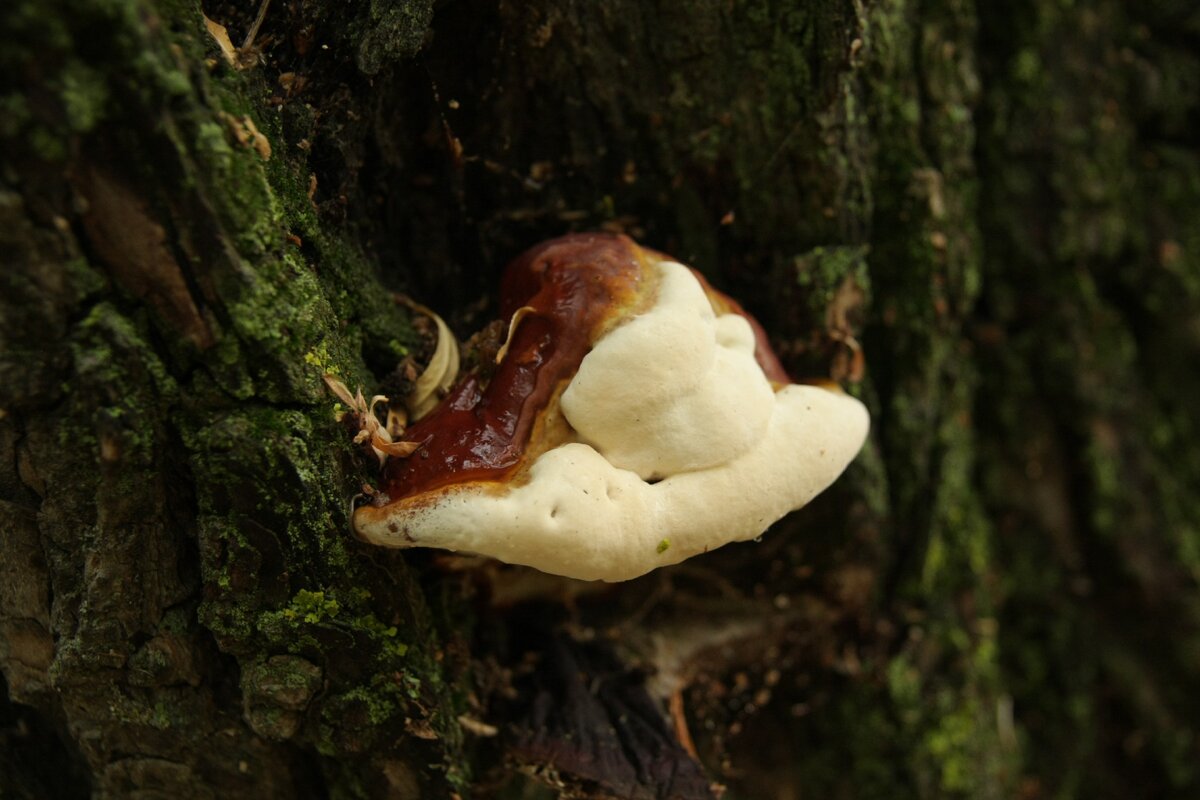 Порой трутовик лакированный может иметь довольно причудливые формы