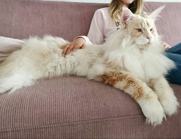 Мейн-ку́н — порода кошек, которая произошла от кошек штата Мэн на северо-востоке США. Аборигенная порода кошек Северной Америки. Название «мейн-кун» переводится как «мэнский енот», отсюда происходит второе название этой породы — мэнская енотовая кошка. Википедия
Латинское название: Felis catus
Длина: 1 м (взрослая особь, От носа до хвоста)
Высшая классификация: Кошка
Ранг: Порода
Масса: самец: 5,9 – 8,2 кг (взрослая особь), Самка: 3,6 – 5,4 кг (взрослая особь)
Происхождение: Мэн, Соединенные Штаты Америки