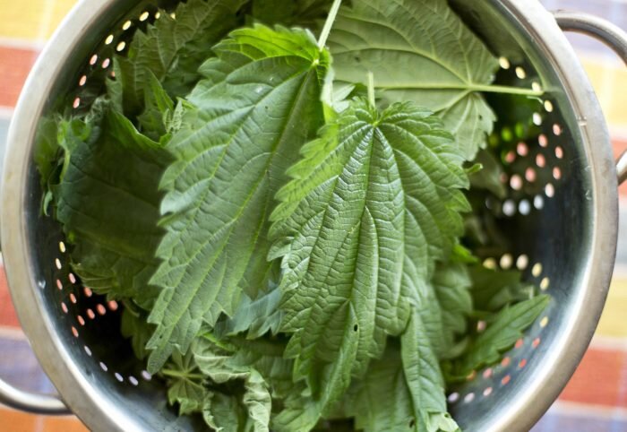 Используйте свежие или сухие листья крапивы, в зависимости от рецепта