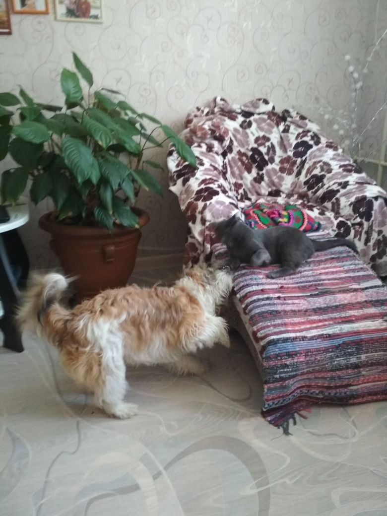 Барсик и Рыжик