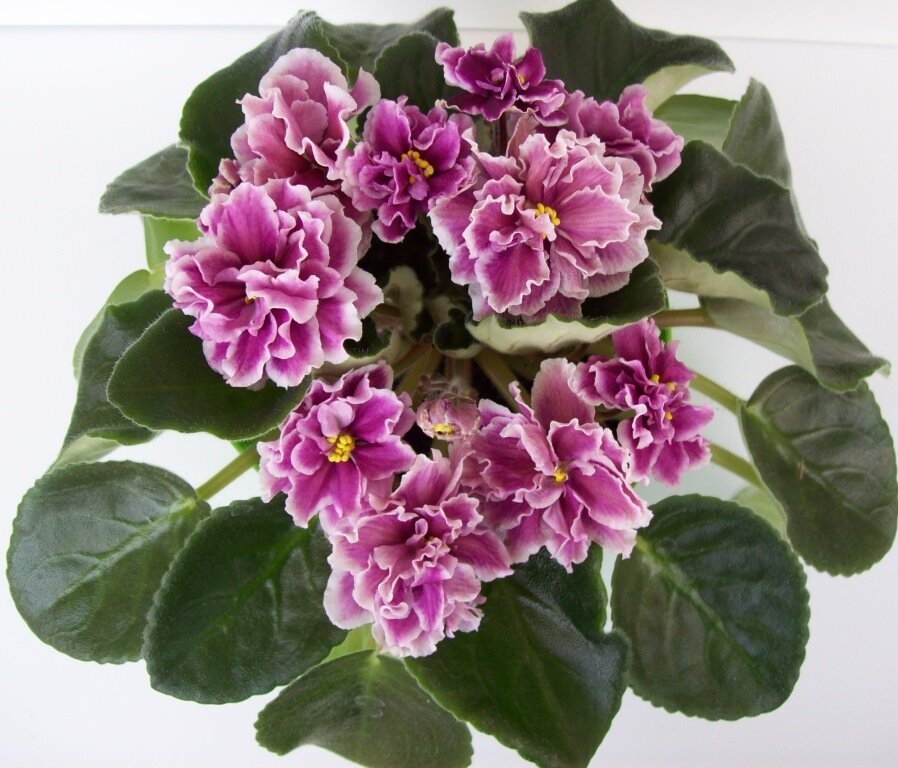  Фиалка  "Богемская рапсодия " (Фотография из личной коллекции)