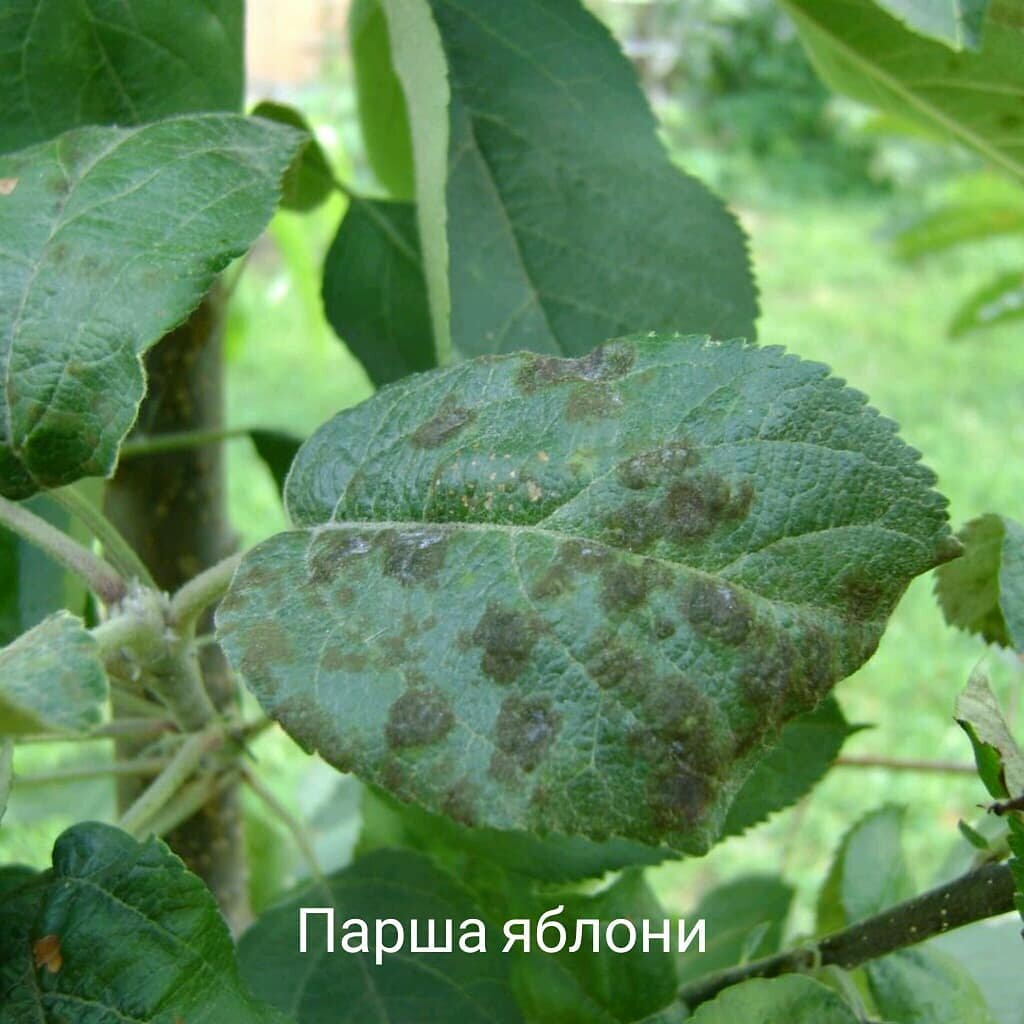 Болезни яблонь. Парша на яблоне. Паршаяблрни на листьях. Парша на листьях яблони. Парша листьев яблони.