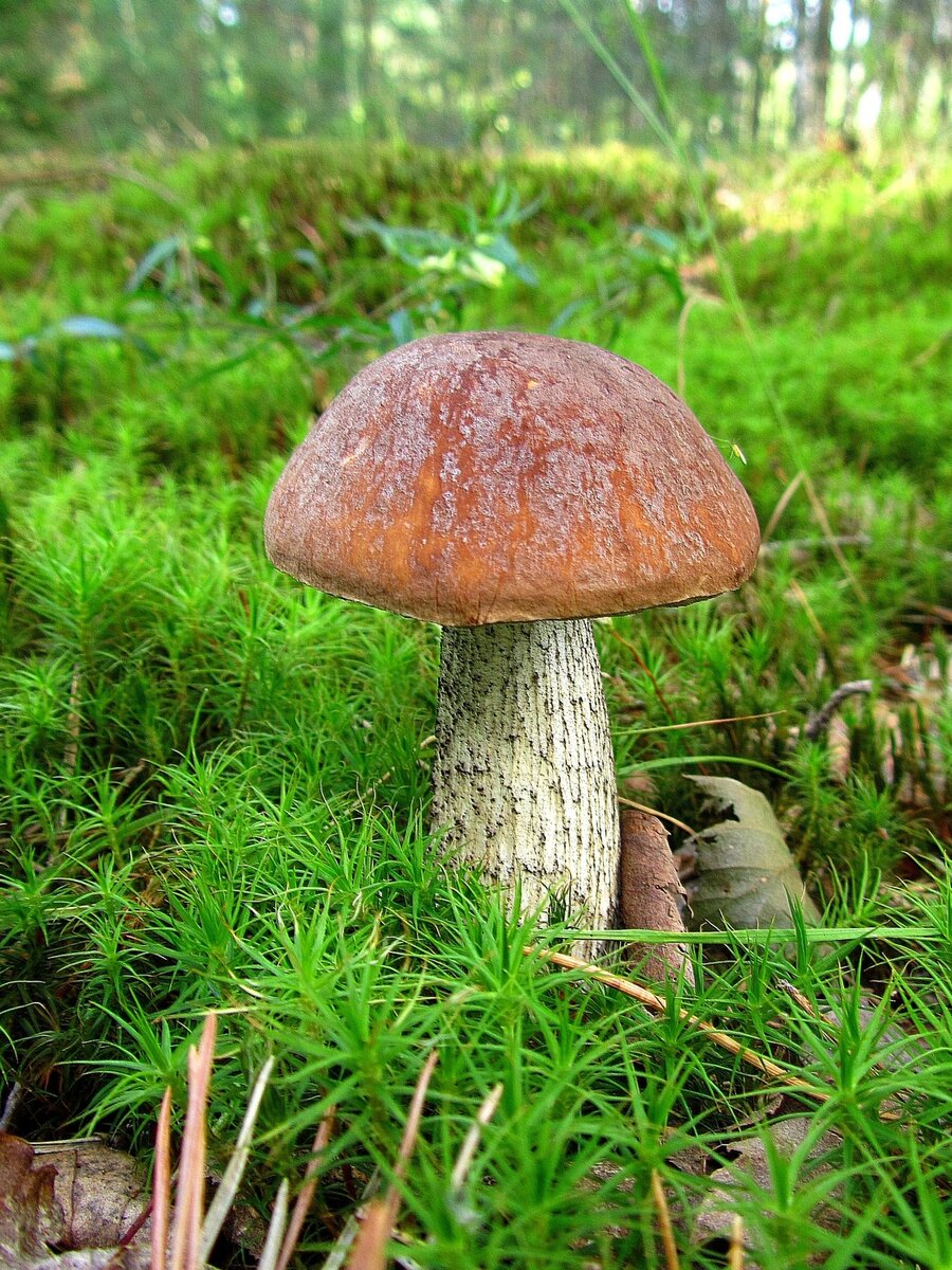 Подберёзовик обыкновенный. Фото взято из открытых источников.