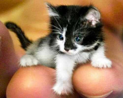 Самые маленькие кошки - фото и описание породы | Лапа помощи | Дзен