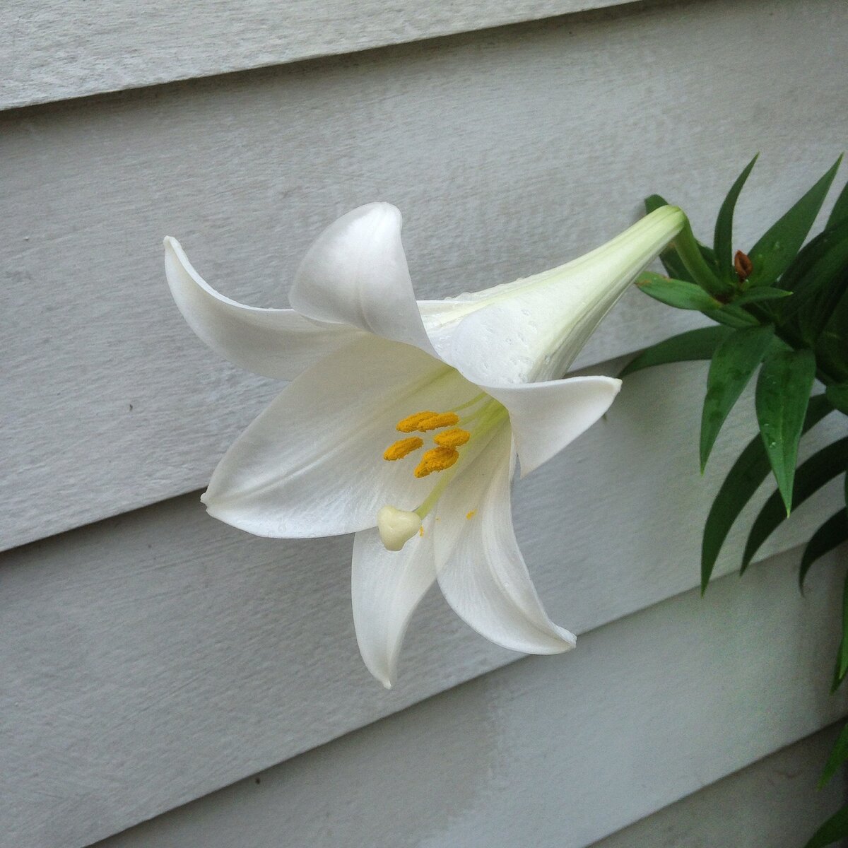 Лилия лонгифлорум белая