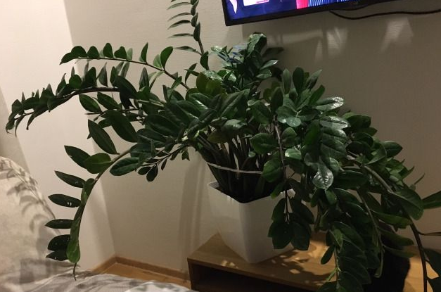 Фотография взята из источника festima.ru