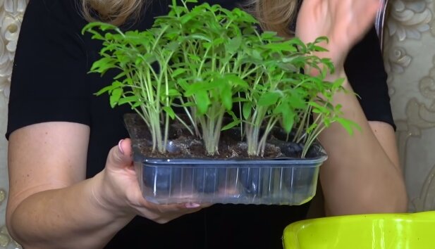 посев томатов в самокрутку без земли. посадка урожайного огорода. посадить огурцы каким концом. урожайный огород с татьяной щедриной.