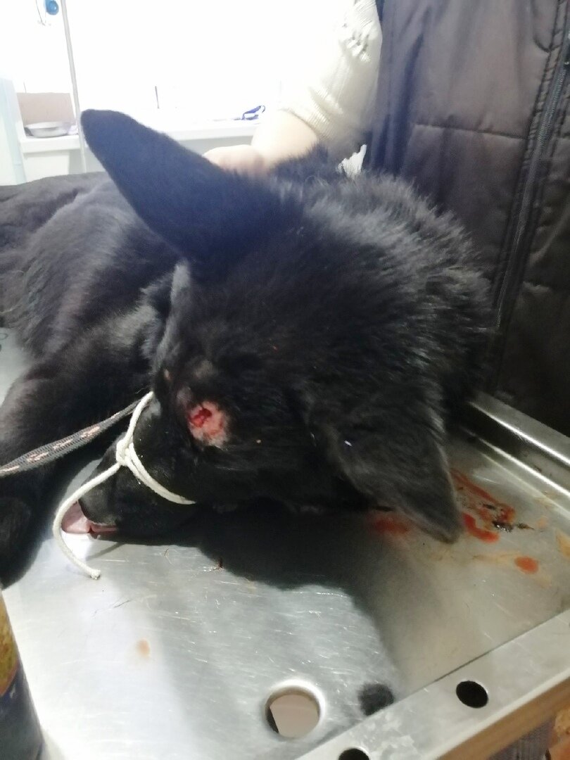 Рана на голове серьезная