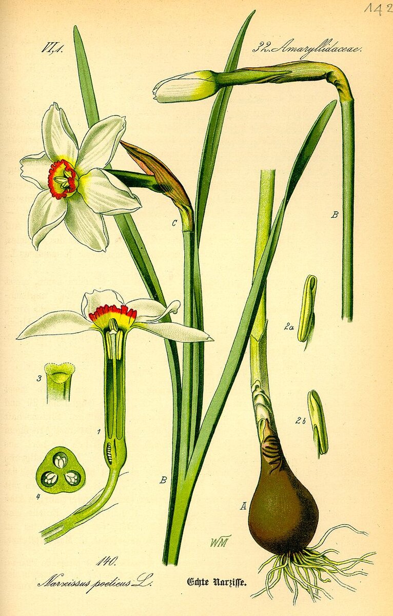  Narcissus poeticus. Ботаническая иллюстрация из книги О. В. Томе Flora von Deutschland, Österreich und der Schweiz, 1885 