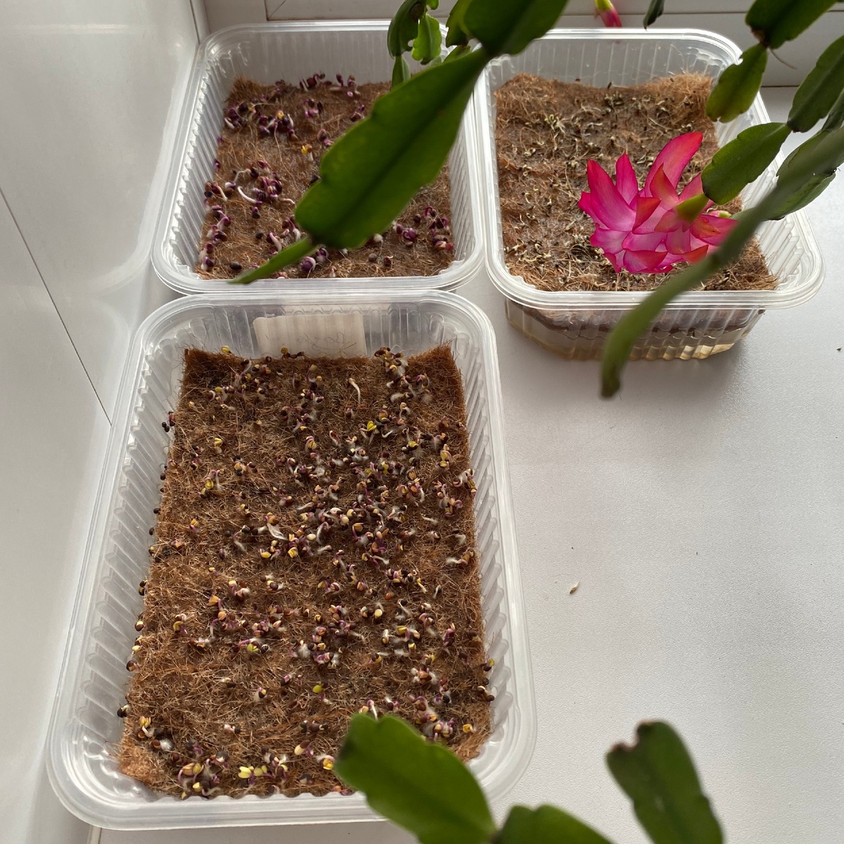 День 1. Листайте вправо и зелень будет расти.