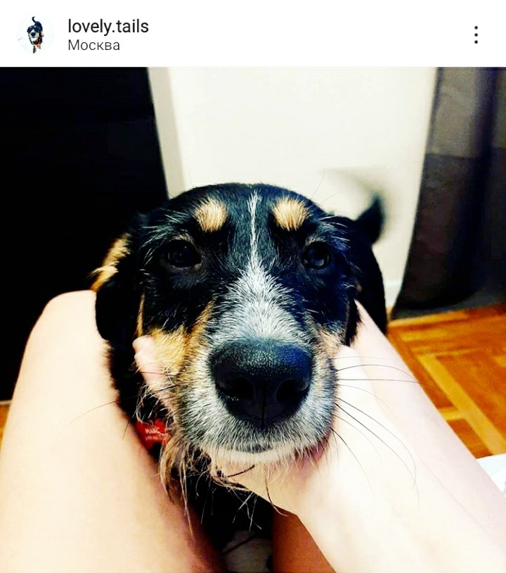 фото из моего instagram Lovely.tails