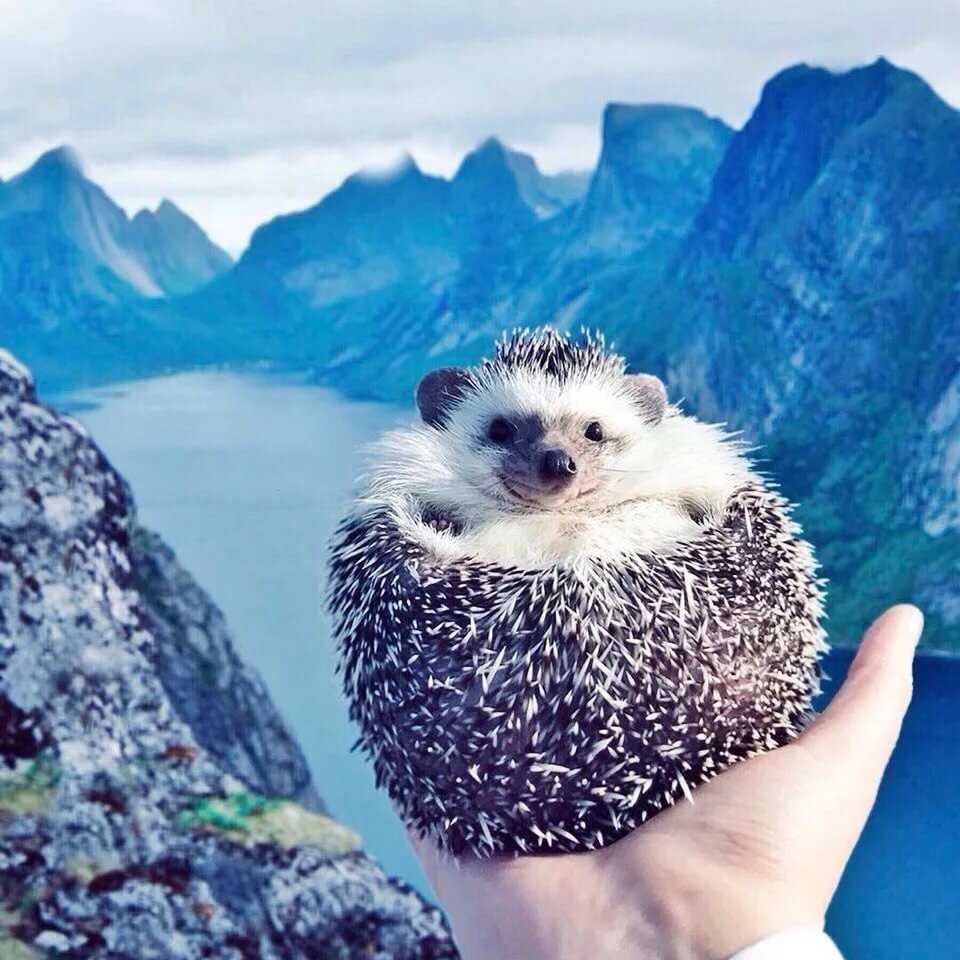 Ёжик в путешествии