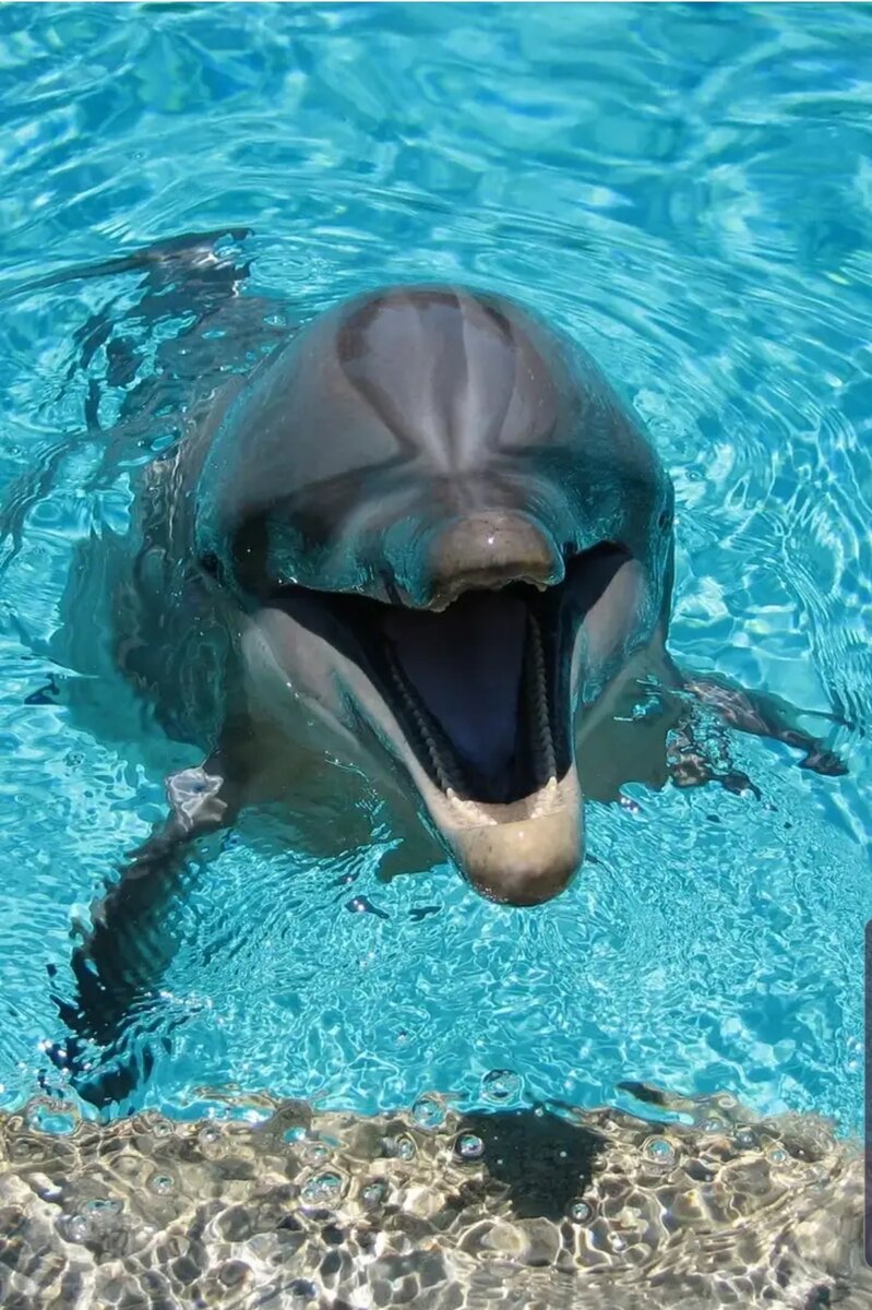 Картинка с Яндекс картинки 