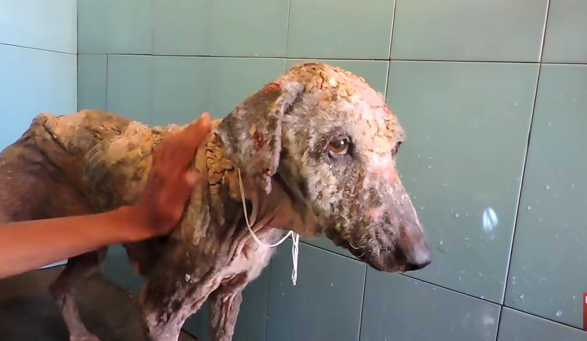 Уход за бедняжкой