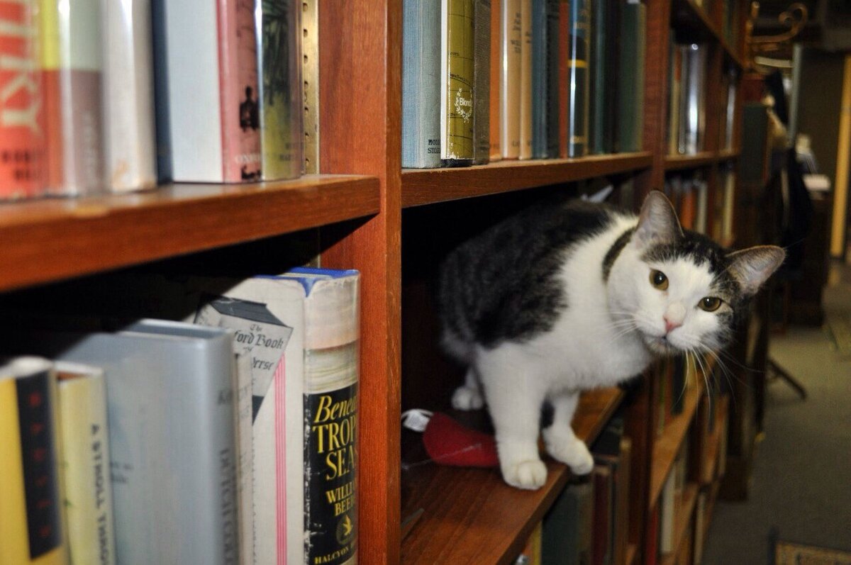 Кошки в библиотеке