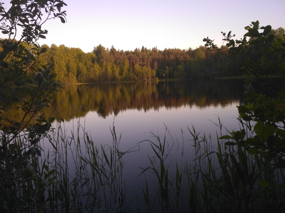 И растут на этом озере  очаровательные желтые Ирисы.