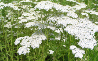 ТЫСЧЕЛИСТНИК