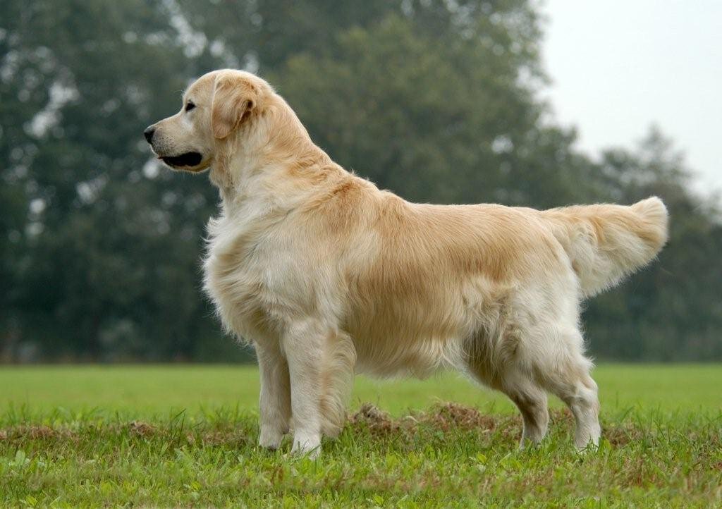 Красивый пёсик!