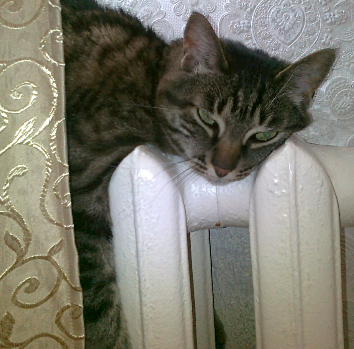 Кот Тёма. Фото автора истории. 