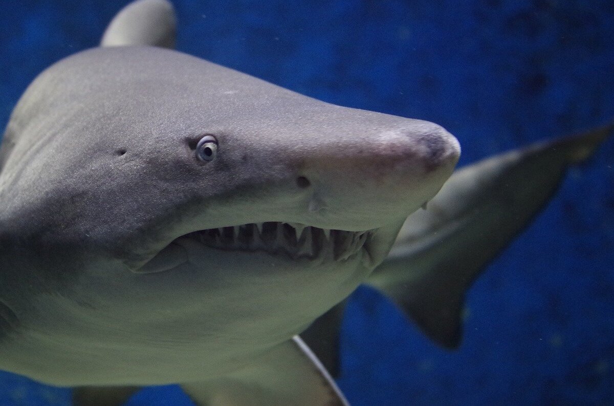 https://cdn.pixabay.com/photo/2015/03/15/19/05/shark-674867_1280.jpg