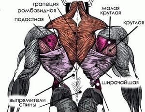 Широчайшая мышца спины. Она отвечает за движения плеча к оси позвоночника. Проработке этой мышцы уделяется немало внимания во время тренировки, поскольку именно она формирует V-образный силуэт.