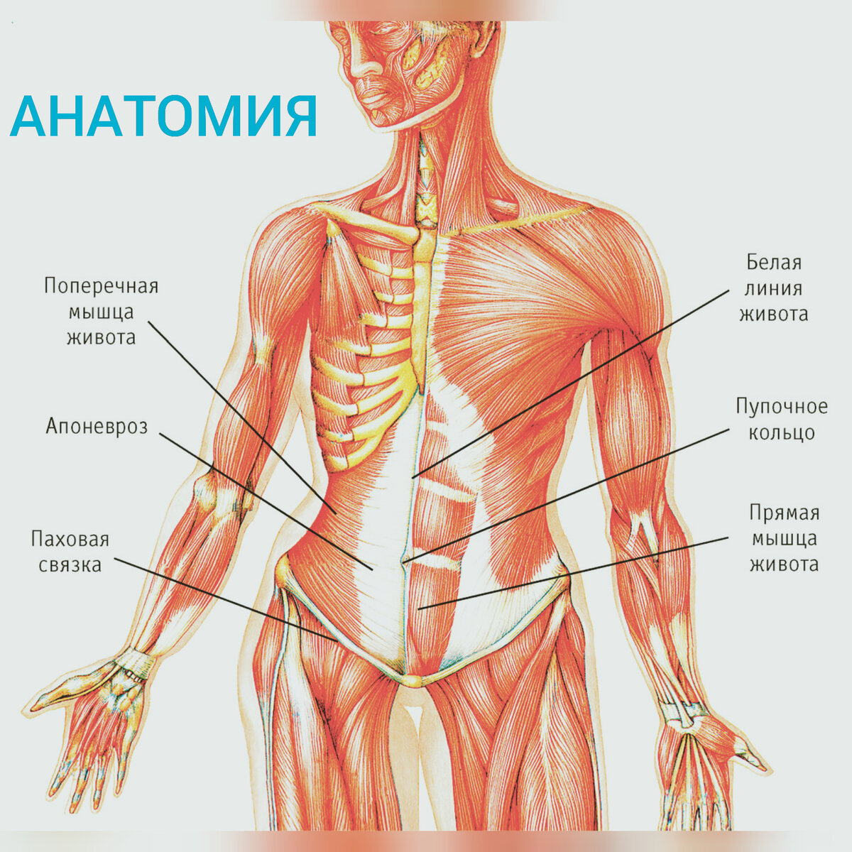 Анатомия подготовка