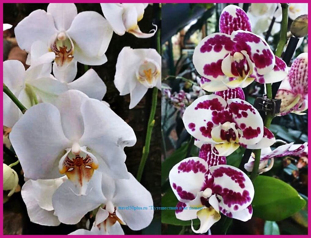 Две орхидеи "Аптекарского огорода"