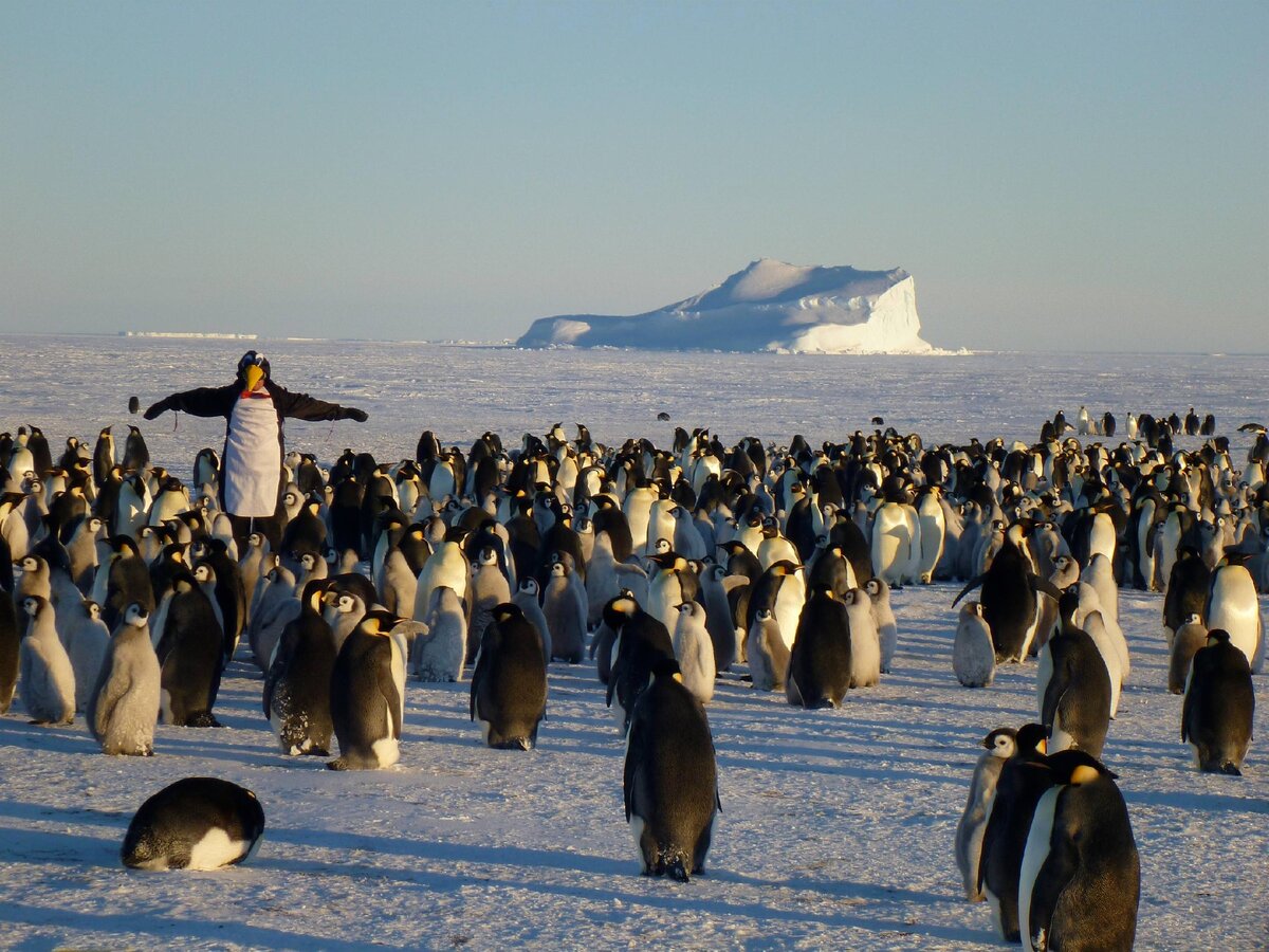 Антарктида переворачиватель пингвинов