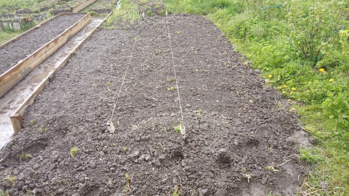 Прошел дождь и работа с землей остановилась  - очень сыро , поэтому не сделать ручьи