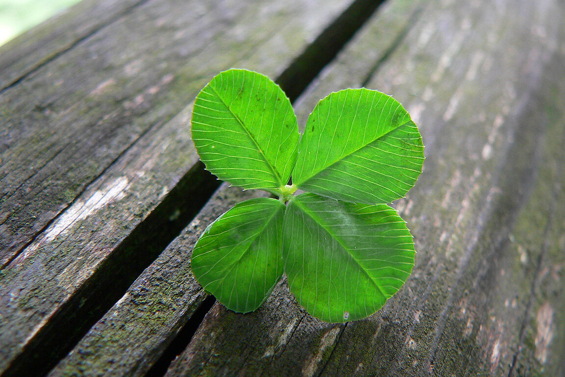 kindnessblog.com