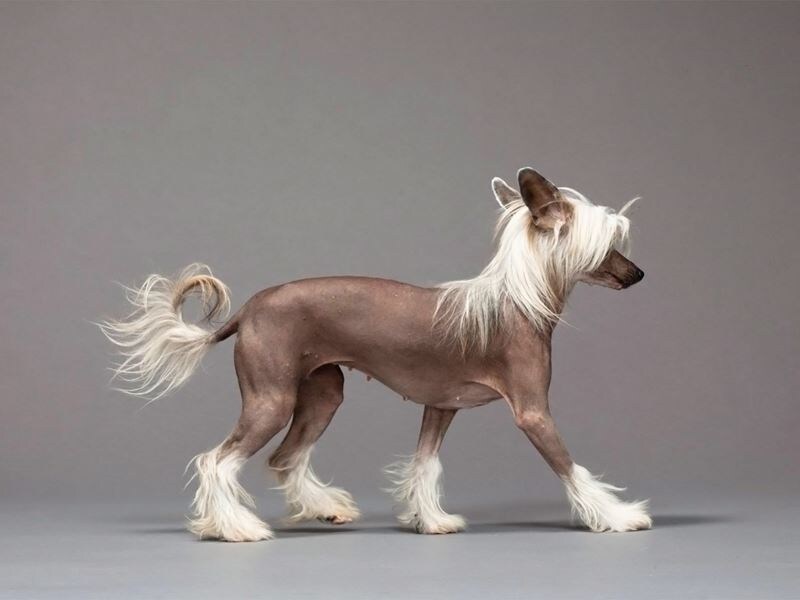 Эти собаки очень ласковы и близки со своей семьей 
