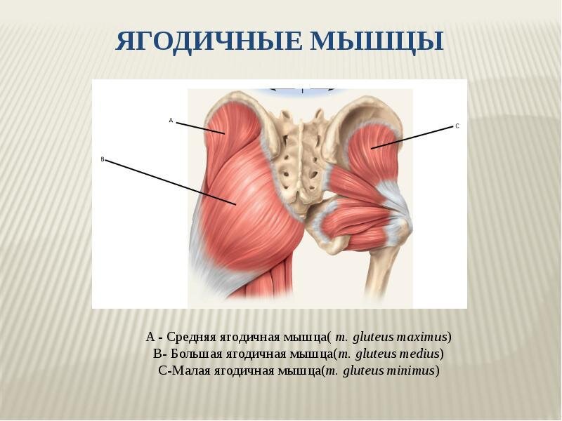 Чек-лист прокачай ягодицы