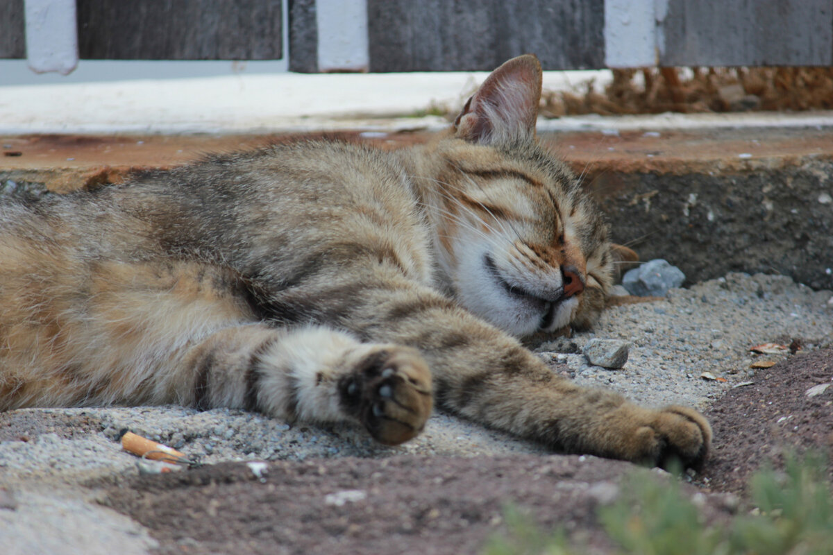 Италия. Остров Панарея. Местный кот.