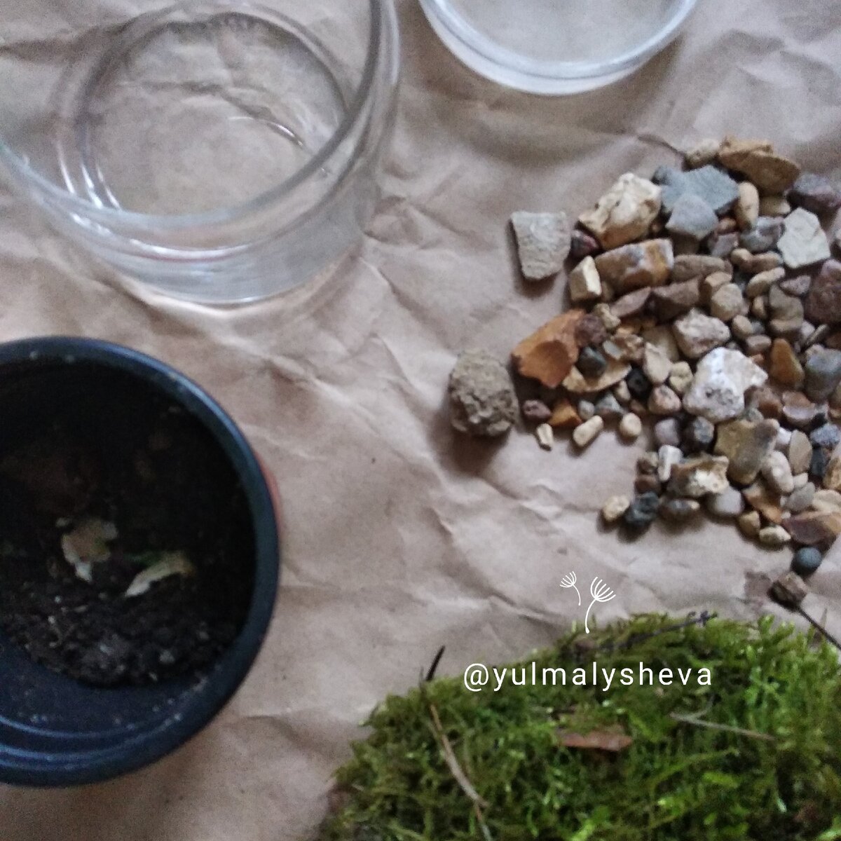 Наш мох-лес будет расти в закрытой банке 