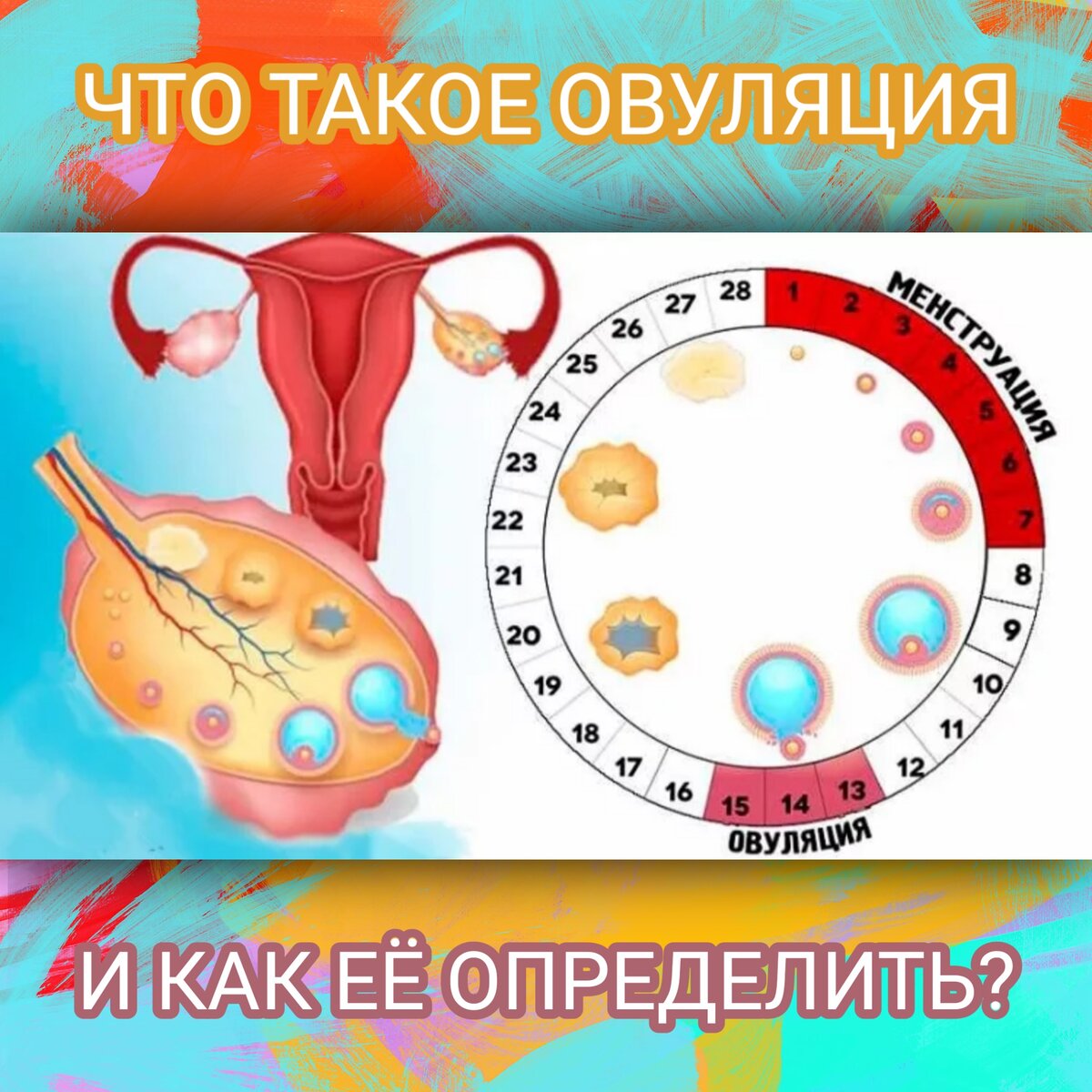 Овуляция. Что такое овуляция у женщин. Овуляция симптомы симптомы.