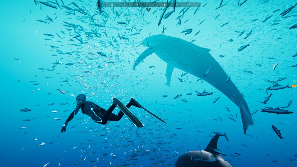 Горбатый кит среди косяка рыб делит трапезу с дельфинами