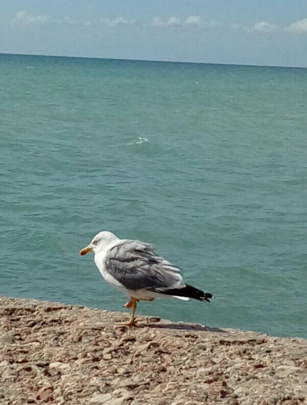  Фото автора. . Крым.  Западный берег. 