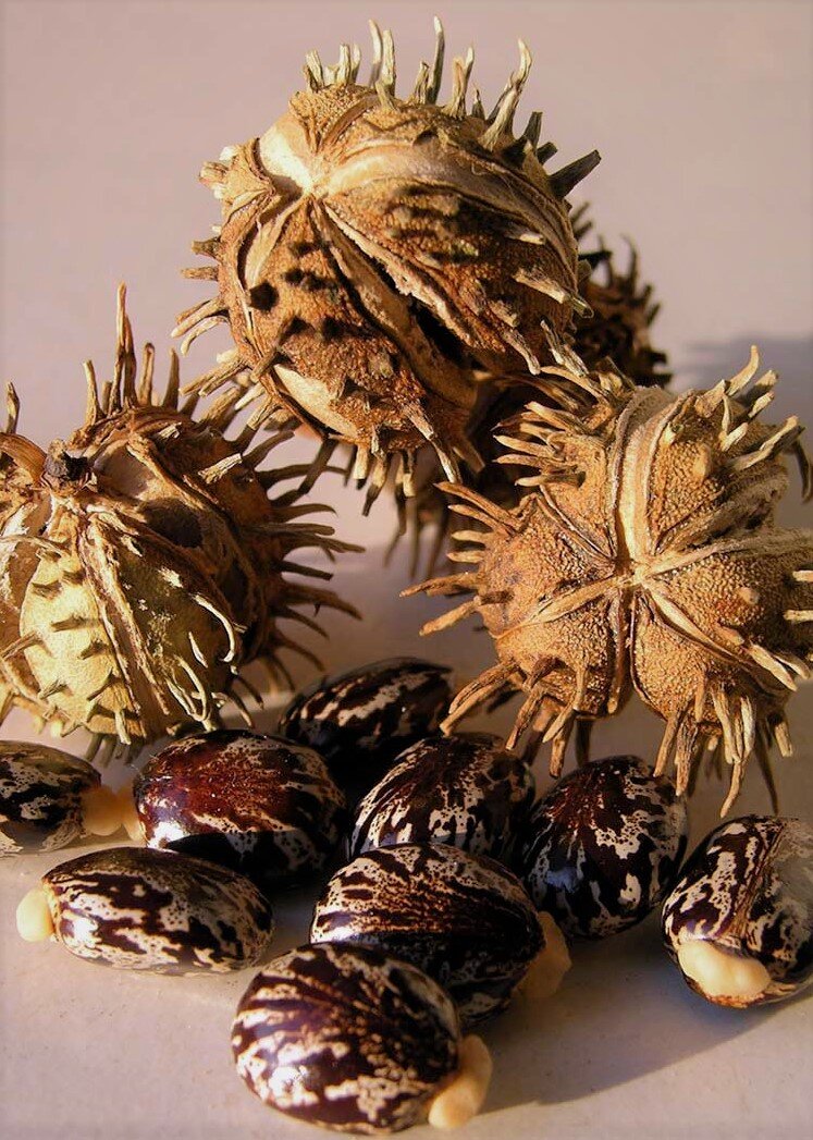 Семенные коробочки и семена Клещевины