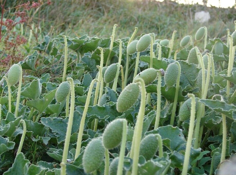 Бешеный огурец. Фото из Интернета.