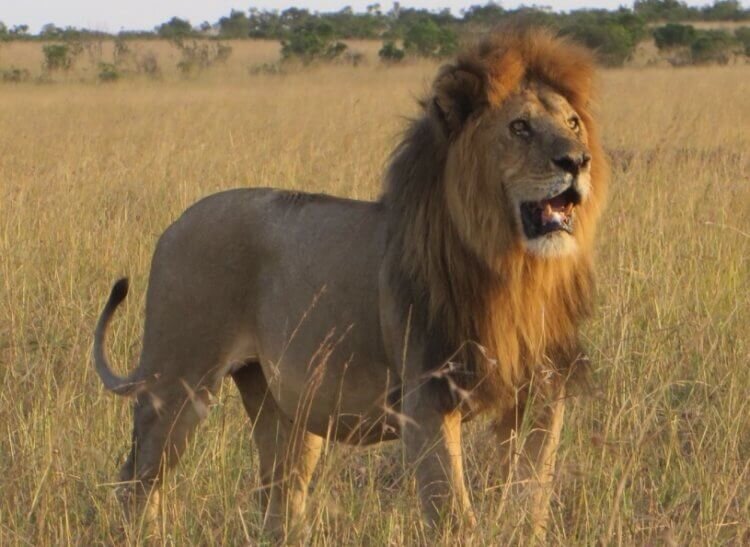 Лев Panthera leo