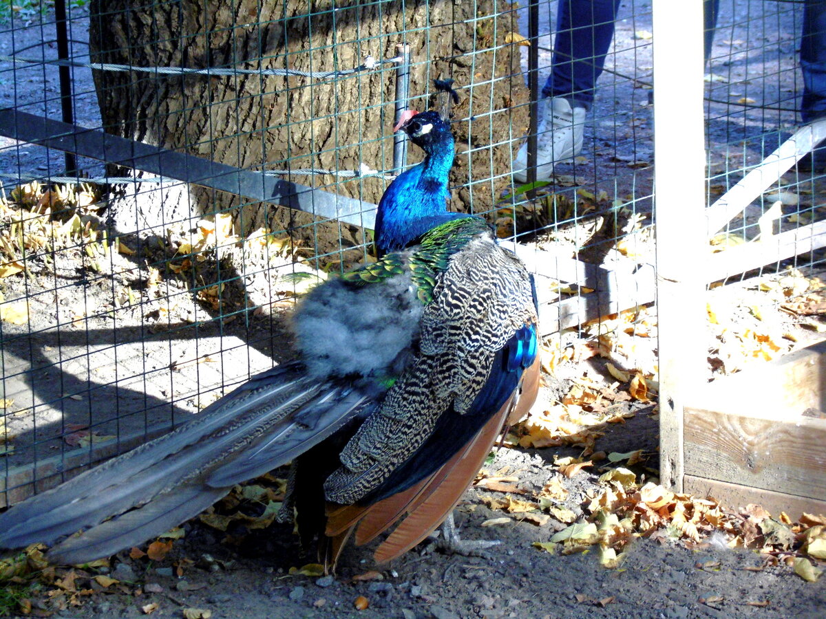 Вот он, писаный, бесхвостый красавец! Фото автора