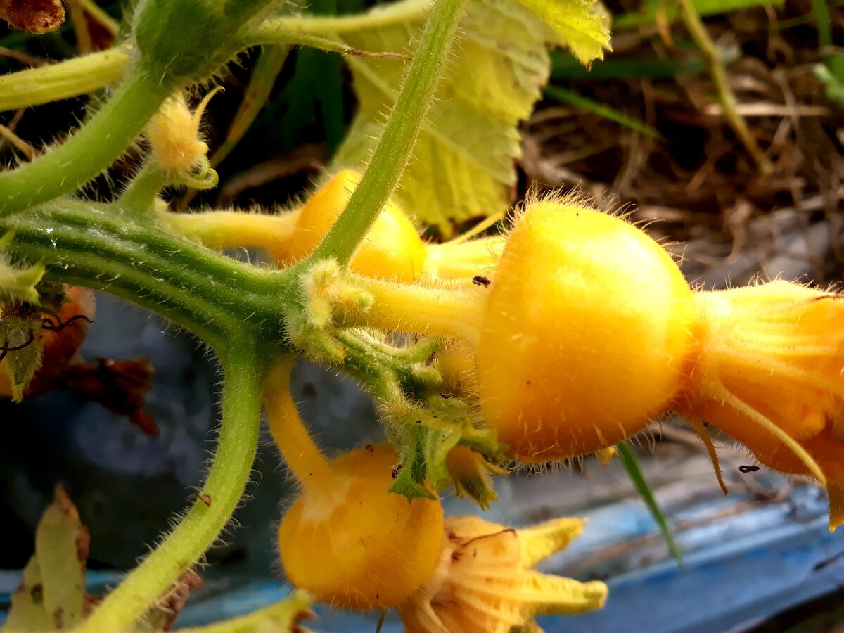 Начало октября. Маленькие патиссоны