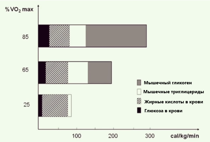 "Метаболизм упражнений и молекулярная регуляция адаптации скелетных мышц"